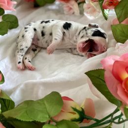 Great Dane Puppies from Kaitlin Cunningham