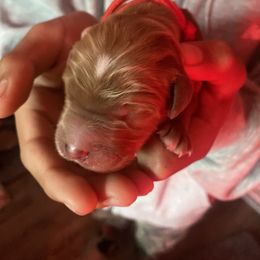 Bernedoodle, Goldendoodle, and Sheepadoodle Puppies from Dhalia’s Doodles