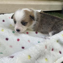 Echo - Red female Pembroke Welsh Corgi puppy in Morgantown, Pennsylvania from GoldStar Corgis (License Number 18519)