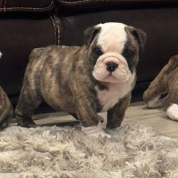 Onyx - Brindle female Bulldog puppy in Kirbyville, Texas from Empire Bulldogs & French Bulldogs