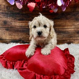Coco - Apricot male Cavapoo puppy in Lancaster, Missouri from Cavapoo Acres