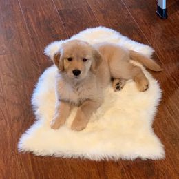German Shepherd and Golden Retriever Puppies from Vom Bethel