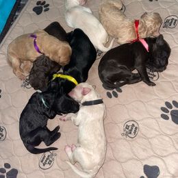 Goldendoodle Puppies from Fluff Puff Doodles