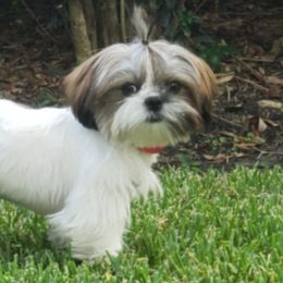 Shih Tzus from Sugar Land Shih Tzu