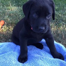 Labrador Retriever Puppies from Wild Feather Hunting Dogs