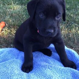 Labrador Retriever Puppies from Wild Feather Hunting Dogs