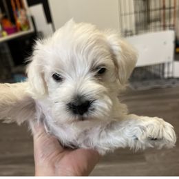 Miniature Schnauzer Puppies from S & S Miniature Schnauzer