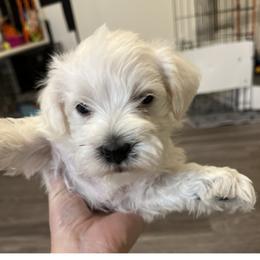 Miniature Schnauzer Puppies from S & S Miniature Schnauzer