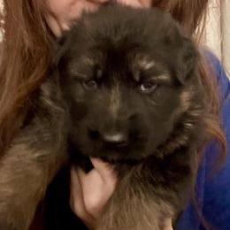 Girl 2 - German Shepherd puppy from Cunningham German Shepherds, LLC