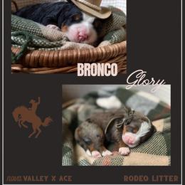 Bernedoodle puppies from Nova Valley Puppies