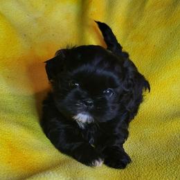 Mini - Black female Shih Tzu puppy in Willard, Utah from Shih-tzu Queen