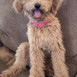 Aussiedoodles and Goldendoodles from Shiloh Doodles