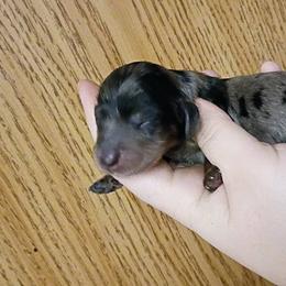 Ash - Black and tan male Dachshund puppy in Pasco, Washington from G & G Kennel