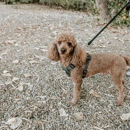 Charlie - Poodle