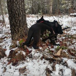 German Shepherd Puppies from Thornock Shepherds