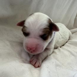 Bernedoodle Puppies from Double B Doodles