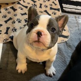 French Bulldog Puppies from Foster Lake Frenchies