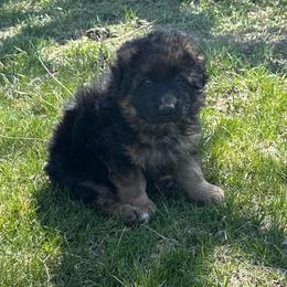 Neda male - Black and red male German Shepherd puppy in Herrick, South Dakota from Dakota Shepherds Kennels