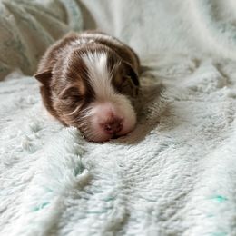 Australian Shepherd Puppies from Burdock Hill Australian Shepherds