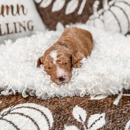 Khaki color - Red  male Goldendoodle puppy in Spokane, Washington from Dream Doodles in Spokane WA
