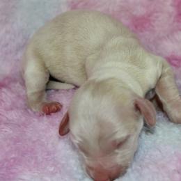 Marshmallow - Cream female Dachshund puppy in Powderly, Texas from Kuttin’ Up Mini Aussies