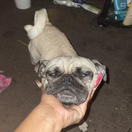Milo - Pug
