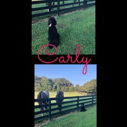 Poodle Puppies from Ocala Standard Poodles