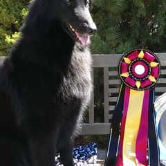 Belgian Sheepdogs from Bayview Belgians