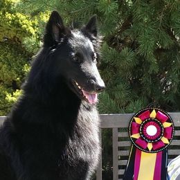 Belgian Sheepdogs from Bayview Belgians