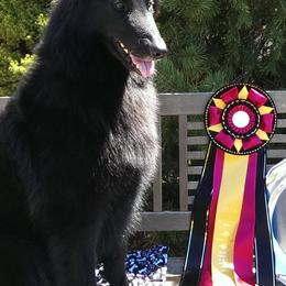 Belgian Sheepdogs from Bayview Belgians