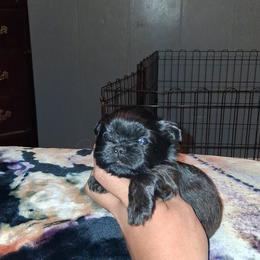 Boy 1 - Black and white male Shih Tzu puppy in Birmingham, Alabama from K&D kennels