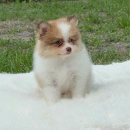 Bambi Biscuit - Cream sable parti male Pomeranian puppy in North Naples, Florida from Moon Ranch Puppies