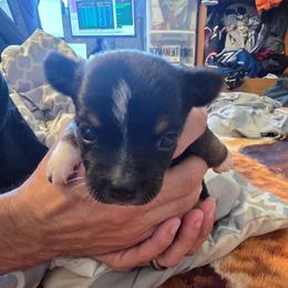 Avatar - Black and tan female Chihuahua puppy in Bethlehem, Pennsylvania from Steel City Exotics