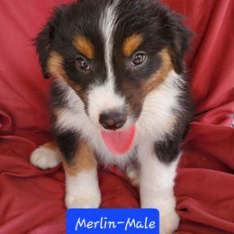 Australian Shepherd Puppies from Invictus Farms