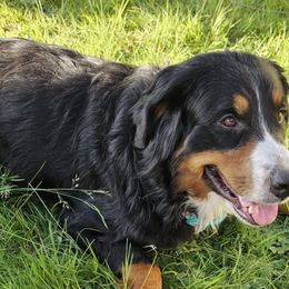 Bernese Mountain Dogs from Kristina's Bernese Mountain Dogs