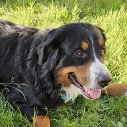 Bernese Mountain Dogs from Kristina's Bernese Mountain Dogs