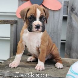 Jackson - Fawn male Boxer puppy in Newville, Pennsylvania from Zimmerman's Pets