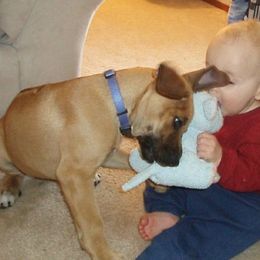 Rhodesian Ridgeback Puppies from On The Rocks Rhodesian Ridgebacks