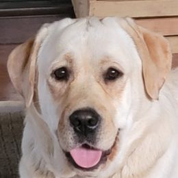 Brandy - Labrador Retriever