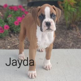 Jayda - Fawn female Boxer puppy in Newville, Pennsylvania from Zimmerman's Pets
