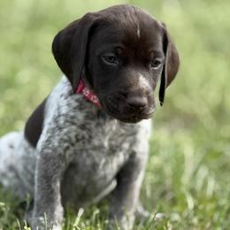 German Shorthaired Pointer Puppies from Upland Points Gun Dogs
