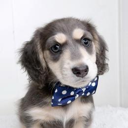 Cobalt - Blue and cream male Dachshund puppy in Redding, California from Jean & Mae Doxies