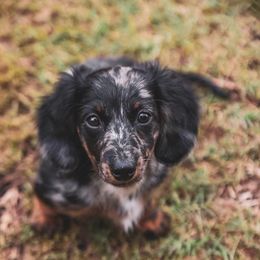 Dachshunds from Bear Creek Mini Dachshunds