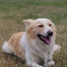 Border Collies from Bar YK Border Collies