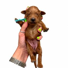 Loretta Lynn - Red  female Goldendoodle puppy in Hot Springs, Arkansas from Hot Springs Kennels