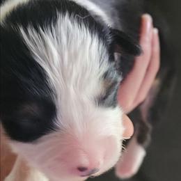 Girl 3 - Black and tan female Pembroke Welsh Corgi puppy in Grand Blanc, Michigan from Dellinger's Corgi's