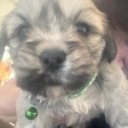 Akc boy 2 green collar - Parti male Lhasa Apso puppy in Chico, California from Lhasa Apsos of northern Ca . Biewer terriers of northern California