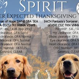 Golden Retriever puppies from Hope Service Dogs, Inc
