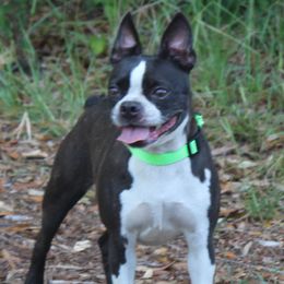 Molly - Boston Terrier