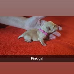 Pink girl - Wheaten female Scottish Terrier puppy in Oakley, Michigan from Lindsay's Scottish Terriers
